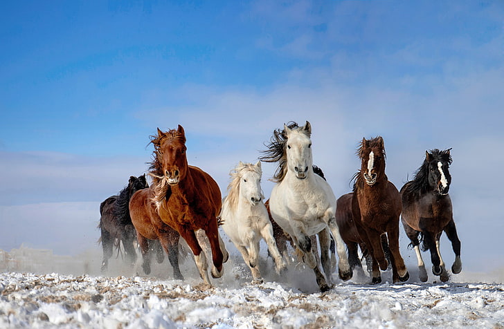 le ciel, la neige, le cheval, le troupeau, Fond d'écran HD