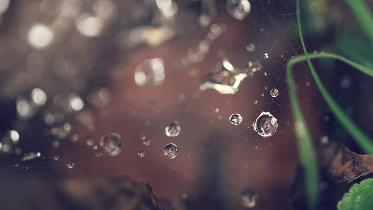 Tröpfchenfokus, Makrophotographie von Wassertröpfchen auf Spinnennetz, Makro, Spinnennetze, Wassertropfen, Natur, HD-Hintergrundbild