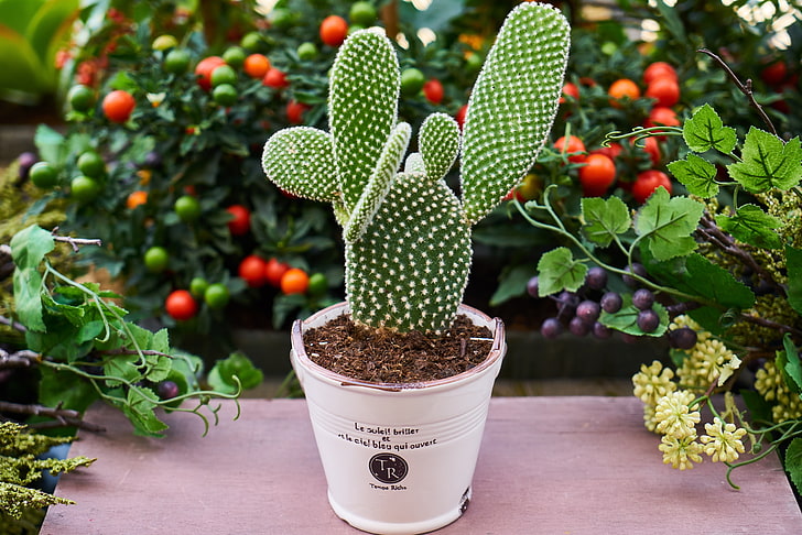 cactus verde con vaso bianco, cactus, fiore, pianta d'appartamento, Sfondo HD