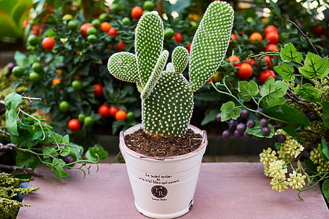 grüner Kaktus mit weißem Topf, Kaktus, Blume, Houseplant, HD-Hintergrundbild HD wallpaper