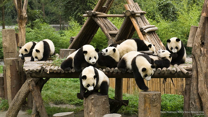 Panda Playground, Wolong Nature Reserve, Cina, Animali, Sfondo HD