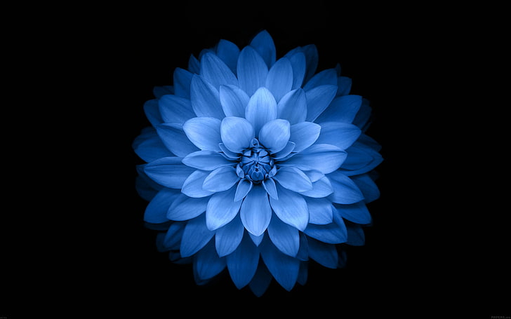 Blue Lotus Flower Apple Ios8 Iphone6 Plus Hd Wallp Blue Dahlia Flower Hd Wallpaper Wallpaperbetter