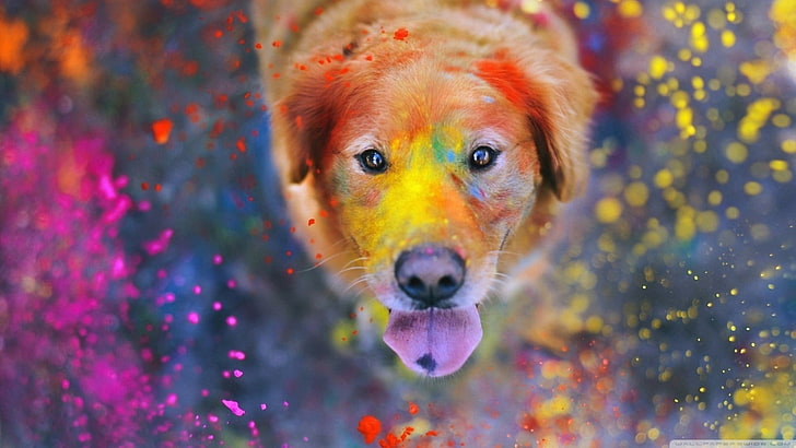 adult yellow Labrador retriever, adult brown dog, animals, dog, paint splatter, colorful, tongues, bokeh, dust, Labrador Retriever, looking at viewer, looking up, photography, HD wallpaper