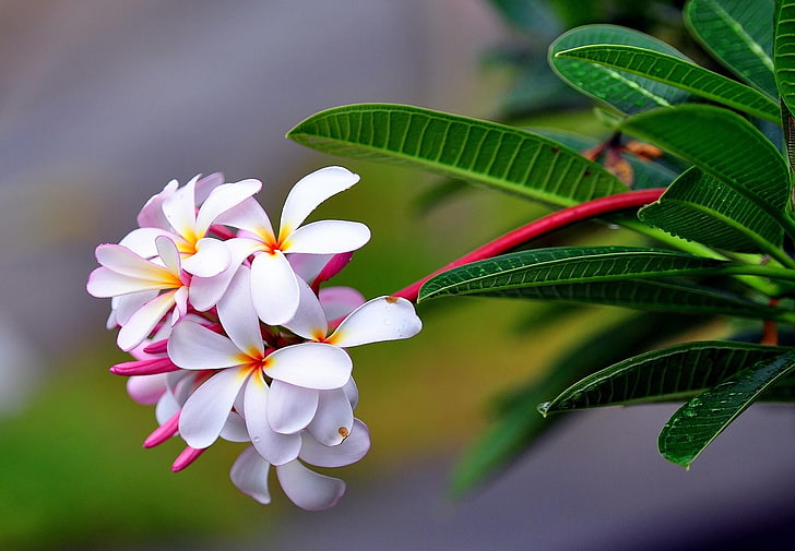 white and pink flowers, plumeria, exotic, drop, freshness, sharpness, HD wallpaper