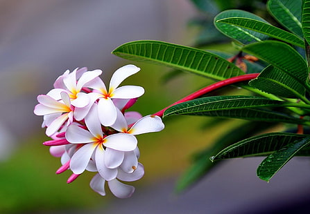 kwiaty biało-różowe, plumeria, egzotyczne, kropla, świeżość, ostrość, Tapety HD HD wallpaper