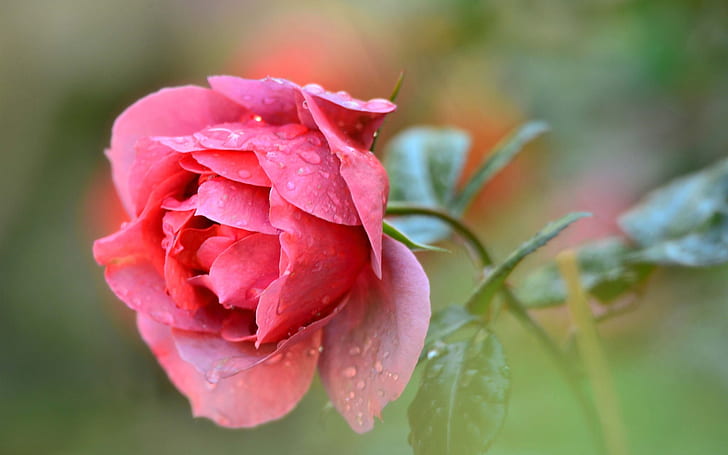 Одиночный цветок красной розы, капли воды, Одиночный, Красный, Роза, Цветок, Вода, Капли, HD обои