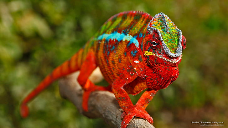 Panther Chameleon, Madagascar, Animals, HD wallpaper
