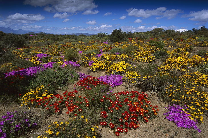 Colorful Blooms, Little-karoo, South-africa., colour, sand, cloud, desert, flower, bloom, 3d and abstract, HD wallpaper
