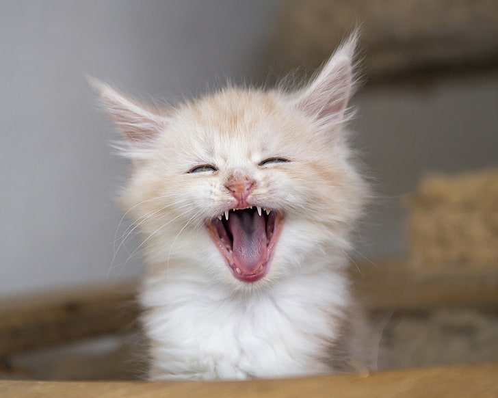 muzzle, kitty, yawns, yawn, Maine Coon, HD wallpaper