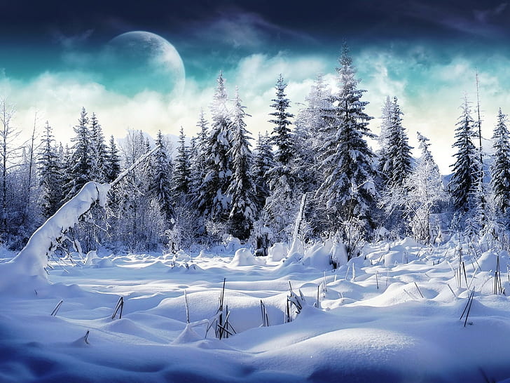 Legno, alberi di pelliccia, neve, cumuli di neve, nebbia, luna, Sfondo HD
