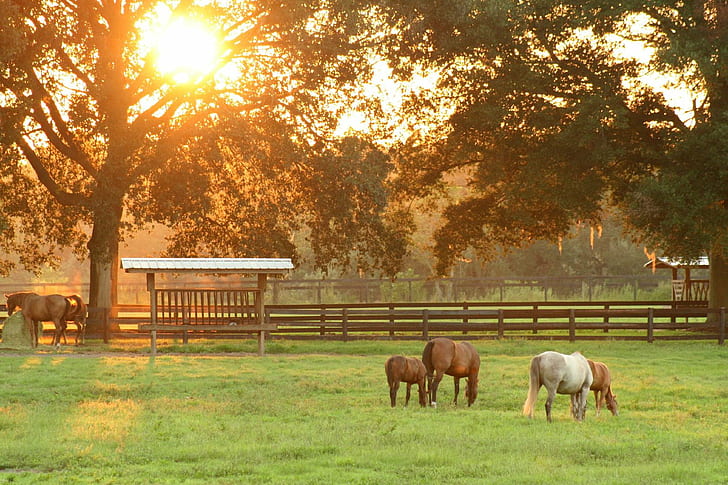 caballos blancos y marrones en la granja durante el día, caballos, caballos, puesta de sol, blanco, marrón, granja, durante el día, pasto, caballo, animal, naturaleza, escena rural, al aire libre, hierba, agricultura, mamífero, prado, pastoreo, rancho, ganado, Fondo de pantalla HD