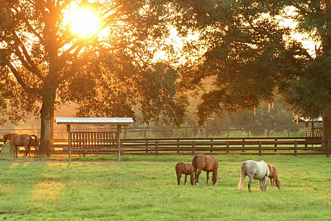 vita och bruna hästar på gården under dagtid, hästar, hästar, solnedgång, vit, brun, gård, dagtid, bete, häst, djur, natur, landsbygdsscen, utomhus, gräs, jordbruk, däggdjur, äng, bete, ranch, boskap, HD tapet HD wallpaper
