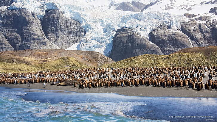 Королевские пингвины, остров Южная Джорджия, Антарктида, птицы, HD обои