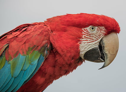 red and teal parrot with white background, green wing macaw, green wing macaw, Green wing, Macaw, red, teal, parrot, white, background, Danmark  Denmark, Graested, ara, exif, model, canon eos, 760d, geo, country, camera, iso_speed, state, city, geo:location, lens, ef, s18, f/3.5, focal_length, mm, aperture, ƒ / 5, canon, ara  chloropterus, bird, animal, nature, beak, wildlife, pets, multi Colored, HD wallpaper HD wallpaper