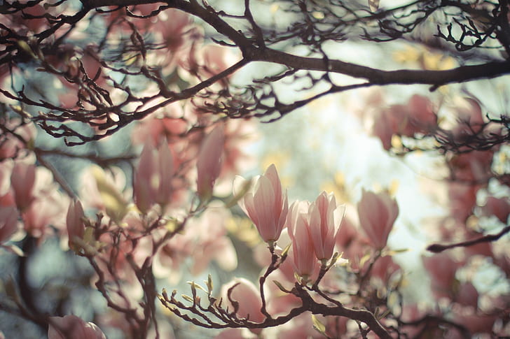 magnolia, fiori, natura, piante, rosa, luminoso, Sfondo HD