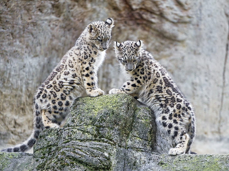 cat, couple, Cub, leopard, leopards, predator, snow, wild, HD wallpaper