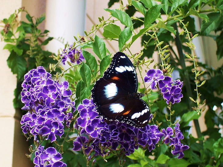 Beauty Is Black White, orange, black, wings, purple, white, butterfly, green, flowers, animals, HD wallpaper