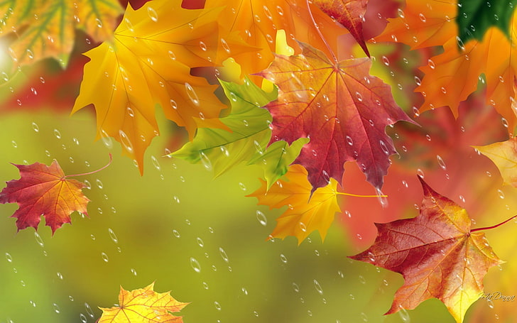 апельсиновый лист, осень, листья, капли, дождь, клен, HD обои