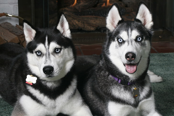 deux Husky sibérien en noir et blanc, husky, couple, coup d'oeil, repéré, chien, Fond d'écran HD
