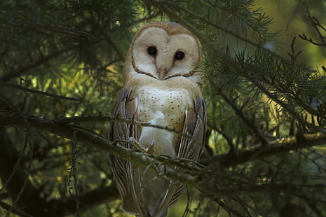 Tiere, Wald, Eule, Vögel, HD-Hintergrundbild HD wallpaper