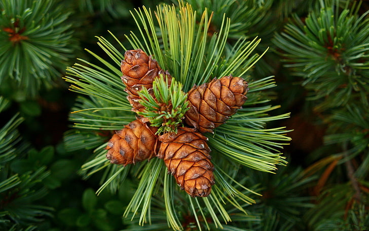 four brown pinecones, greens, green, needles, bumps, cones, Cedar, siberian pine, HD wallpaper