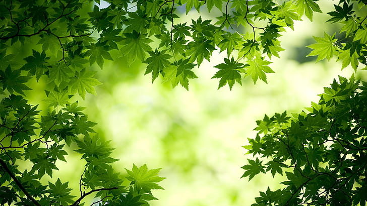 Green, maple leaf, nature, green, maple leaf, HD wallpaper