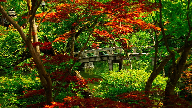 árboles naranjas y verdes y puente de arco marrón, naturaleza, arce japonés, Fondo de pantalla HD