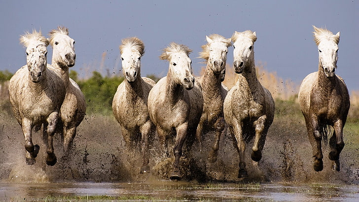 alam, kuda, binatang, berlari, Wallpaper HD