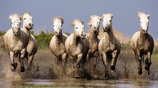 naturaleza, caballo, animales, correr, Fondo de pantalla HD HD wallpaper