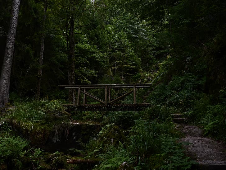 橋、黒い森、森、自然、 HDデスクトップの壁紙