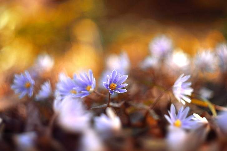 fleurs, macro, printemps, lumières, Fond d'écran HD