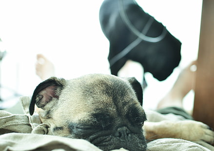 палевый мопс, лежащий на кровати в дневное время, палевый, кровать, дневное время, мопс, никон, собака, домашние животные, животное, мопс, милый, щенок, породистая собака, клык, маленький, HD обои HD wallpaper