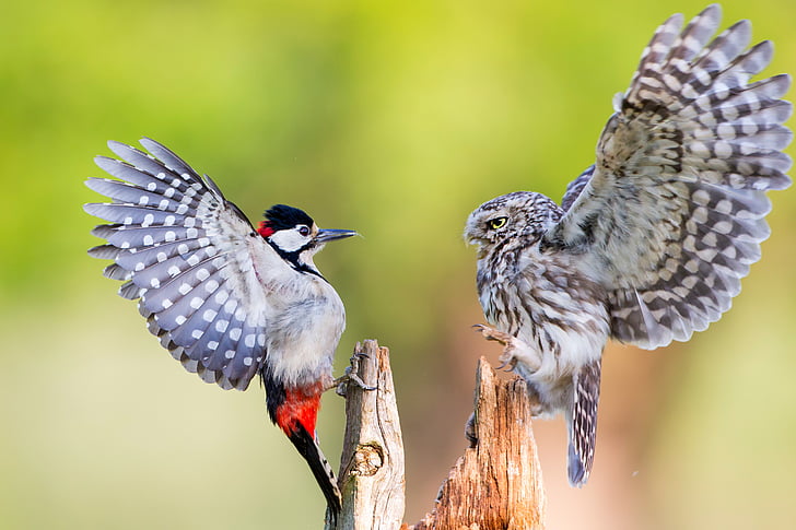 Little owl, Woodpecker, Birds, HD, HD wallpaper