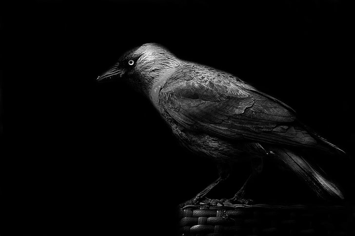 ilustracja czarno-szary ptak, dziób, wrona, czarne tło, Tapety HD
