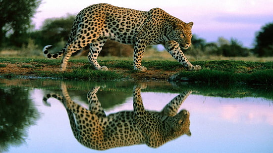 Cheetah Reflection In Water Wildlife Animal Desktop Wallpaper Hd för mobiltelefoner och bärbara datorer, HD tapet HD wallpaper