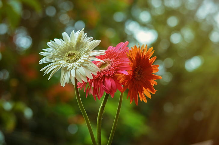Gerbera Flowers, białe różowe i żółte kwiaty, gerbera, biały, czerwony, pomarańczowy, HD, Tapety HD