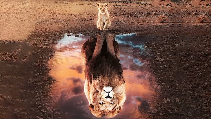 El Rey León, animales, león, reflejo, Fondo de pantalla HD