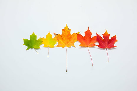 fem lönnlöv, etapper, höst, fem, lönn, löv, höstlöv, träd, färg, regnbåge, höst, löv, gul, säsong, natur, oktober, orange färg, september, röd, lönnträd, bakgrunder, flerfärgad, växt, HD tapet HD wallpaper