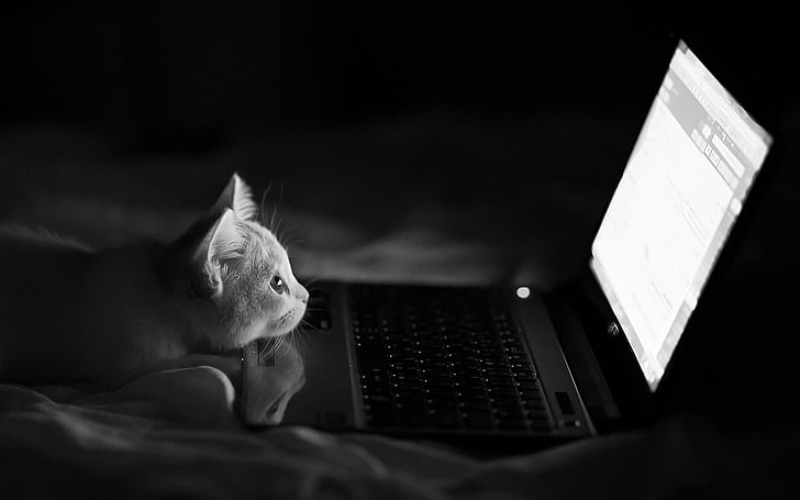 tempat tidur, kucing, humor, laptop, monokrom, Wallpaper HD