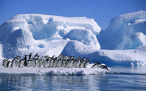 Antártica Adelie pinguins, mar, neve e gelo, Antártica, Adélia, pinguins, mar, neve, gelo, HD papel de parede HD wallpaper