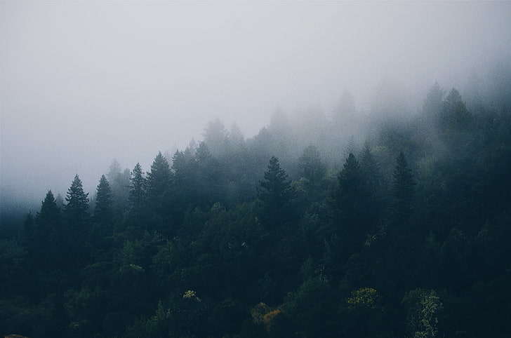 зелени дървета, гора, дървета, мъгла, HD тапет