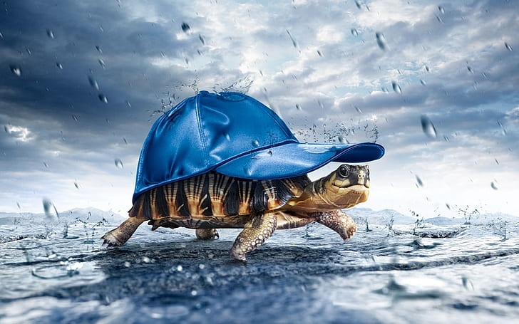 Walking In The Rain, Funny,, turtle, rain, walk, Wallpaper HD