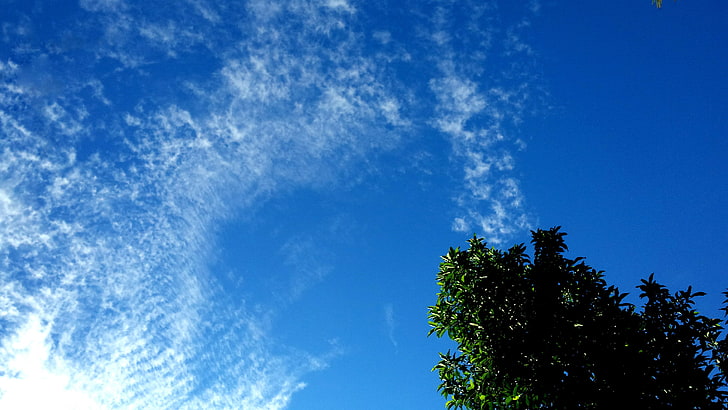 небе, облаци, слънчеви лъчи, дървесна кора, HD тапет
