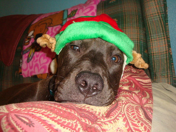 Waiting For Santa, santa, cute puppy, funny hats, funny dogs, animals, HD wallpaper