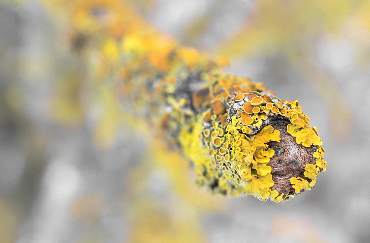 nature, macro, lichen, HD wallpaper