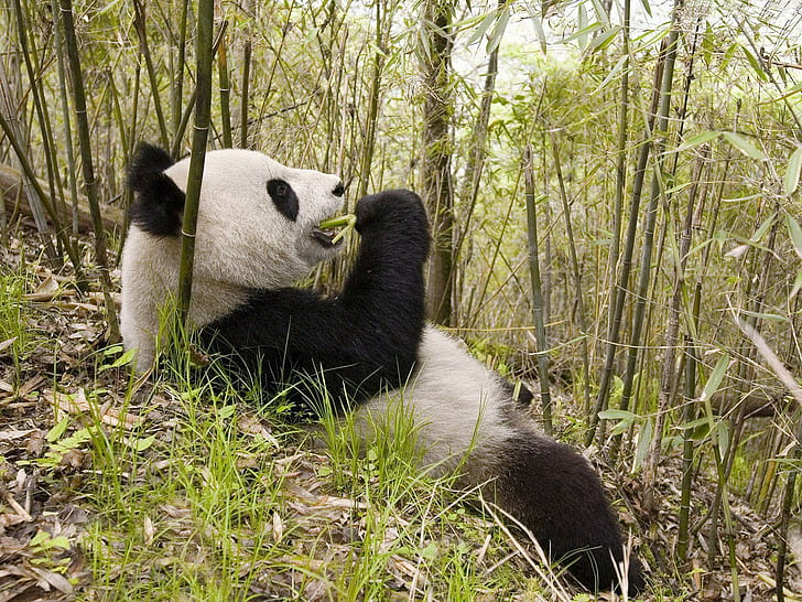 животни, панда, бамбук, HD тапет
