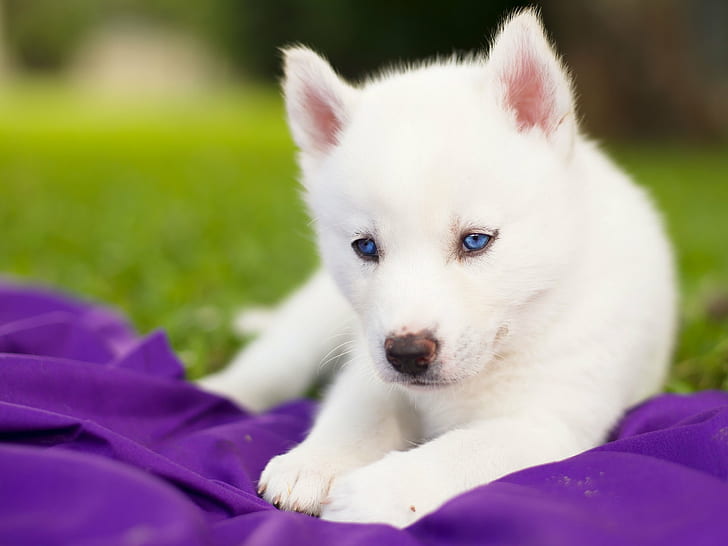 baby, blue, dog, eyes, Husky, puppy, Siberian, white, HD wallpaper