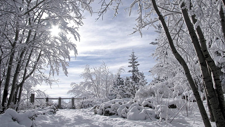 tanah yang tertutup salju, salju, pohon, musim dingin, pagar, salju, pemandangan, Wallpaper HD