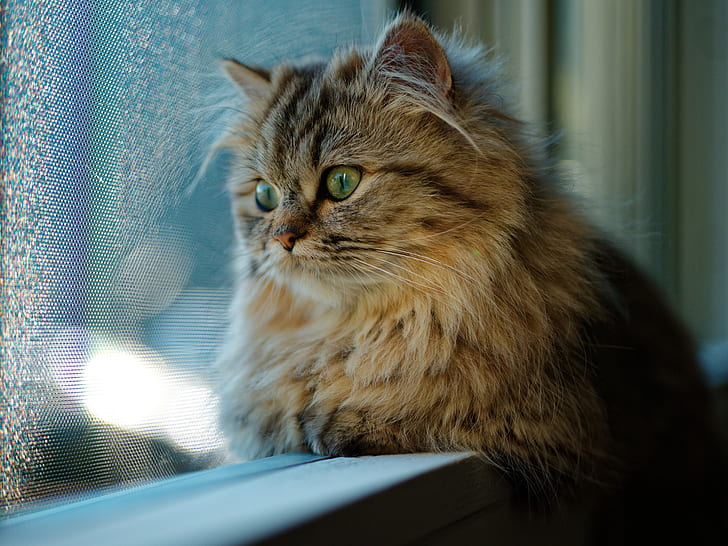 Cat Looking Through Window, HD wallpaper