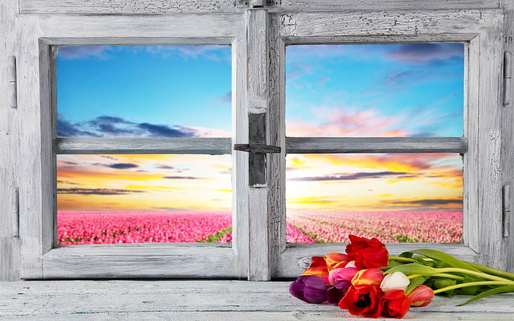 Dos cuadros enmarcados de madera blanca de flores rojas, flores, pétalos, tulipanes, paisaje, naturaleza, ventana, campo, nubes, superficie de madera, luz solar, Fondo de pantalla HD